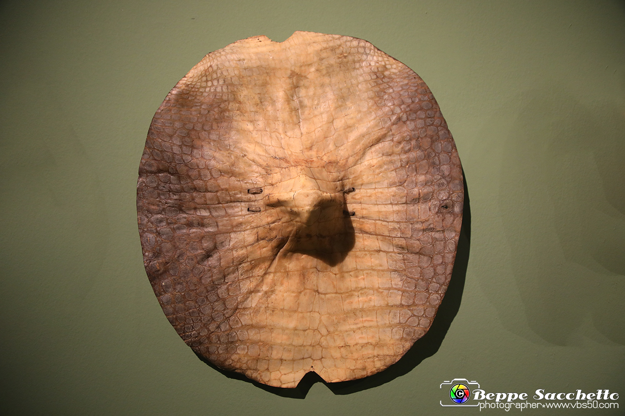 VBS_5354 - Africa - Le collezioni dimenticate.jpg